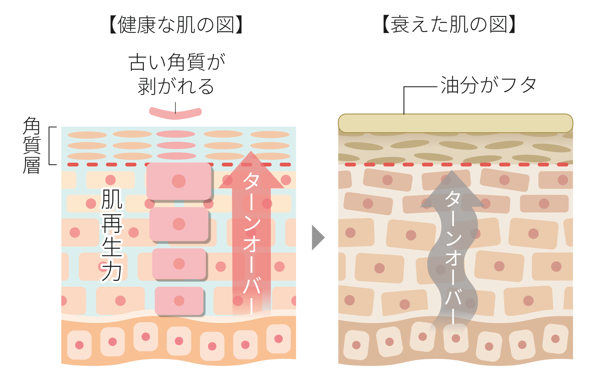 facial-skin2